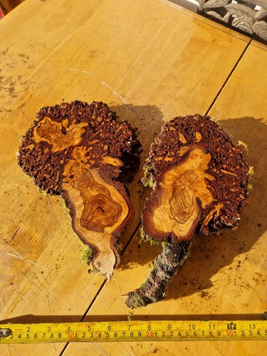 Birch burl burr - wood, slab