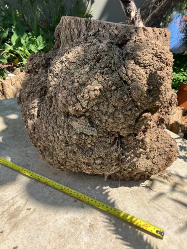 Maple burr 25kg - maple,