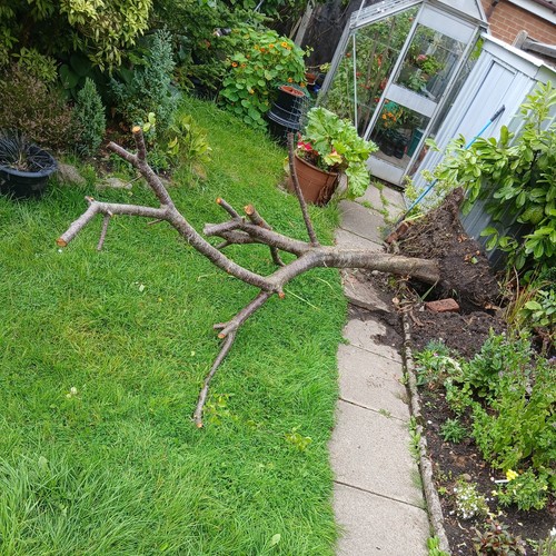 Wild cherry wood log tree - wild, for
