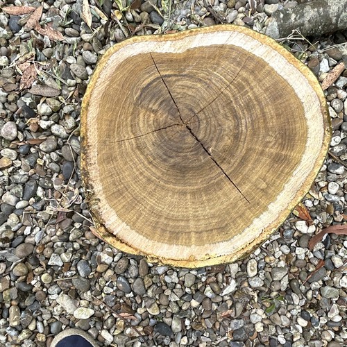 Green laburnum log slice - green,