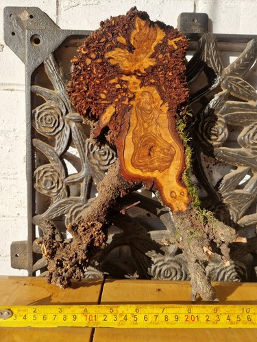 Birch burl burr wood slab - birch,