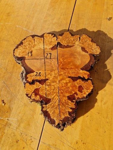 Birch burl burr wood slab - burr,