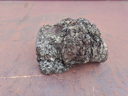 Alder burr wood blank for - alder,